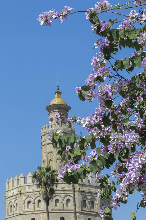 Torre del Oro. Sevilla tiene en la margen izquierda del río Guadalquivir a la Torre del Oro como vigía. Y es que esta construcción, de 1221, se realizó junto a las murallas, como torre albarrana, para defender la ciudad.La leyenda de la torre del oro cuenta que se llama así porque servía como aduana y almacén para el oro que llegaba de las américas. Pero esto no fue así realmente. Su nombre se debe al tono dorado que despide su cúspide y que se refleja en el río. En la restauración de 2005, se supo que el brillo, que se atribuía a un revestimiento de azulejos, se debía a una mezcla de mortero de cal y paja prensada.La edificación, que tiene una altura de 36 metros y está dividida en tres cuerpos, alberga en la actualidad el Museo Naval de Sevilla. En este espacio se pueden admirar todo tipo de maquetas, documentos para la historia, cartas naúticas e instrumentos de navegación.