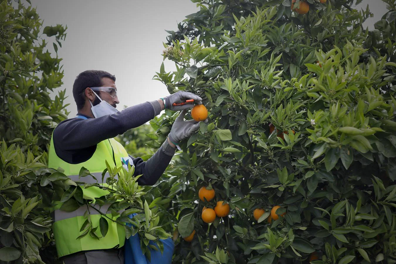 Recogida de naranjas en Sevilla en tiempos del coronavirus