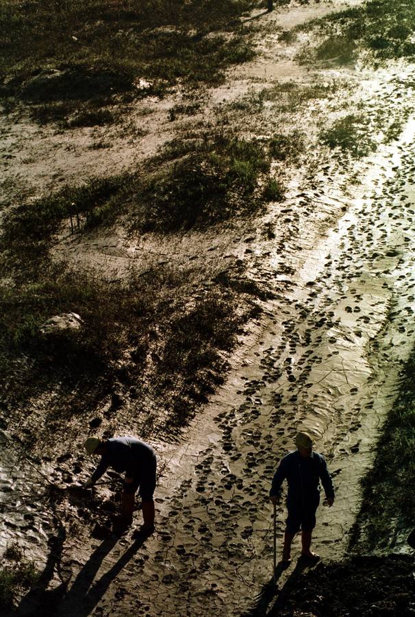 Aniversario del desastre ecológico de Aznalcóllar