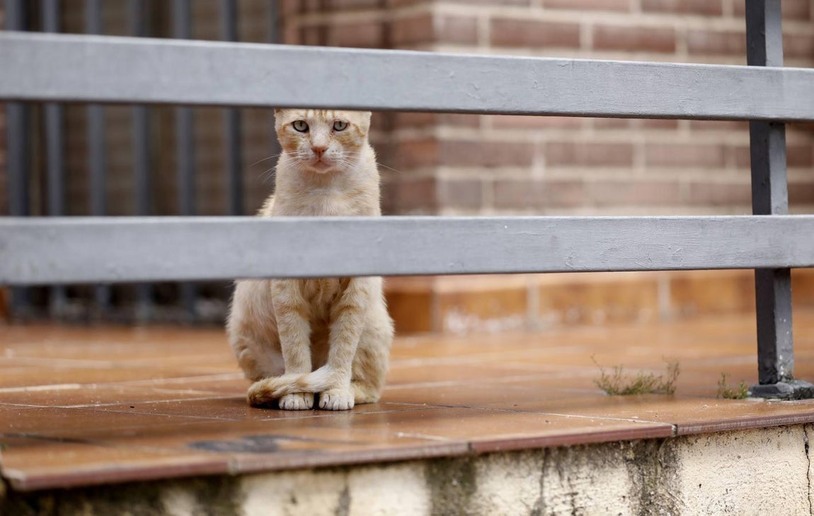 El barrio de Poniente de Córdoba durante el confinamiento, en imágenes