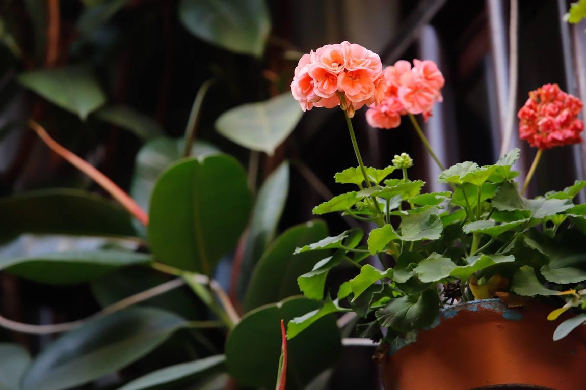 Los patios de Tafures, Ocaña y el Pozanco de Córdoba, en imágenes