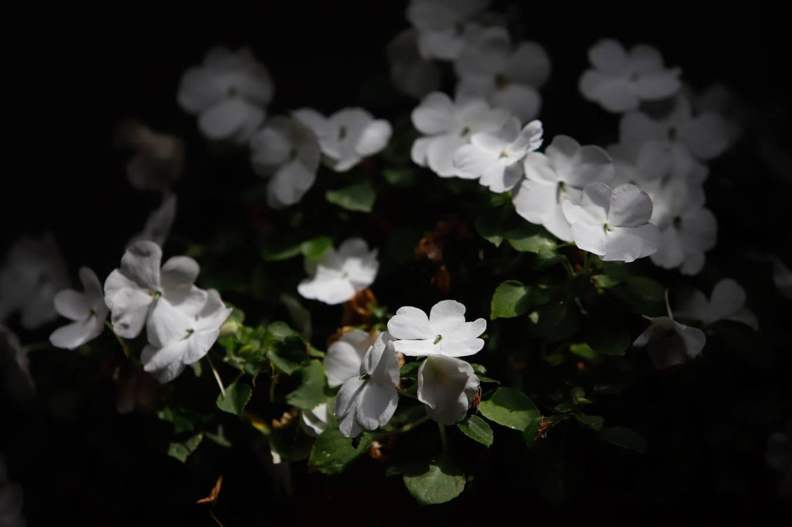 Los patios de Tafures, Ocaña y el Pozanco de Córdoba, en imágenes