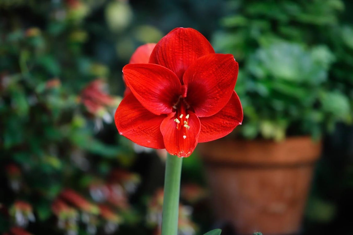 Los patios de Tafures, Ocaña y el Pozanco de Córdoba, en imágenes