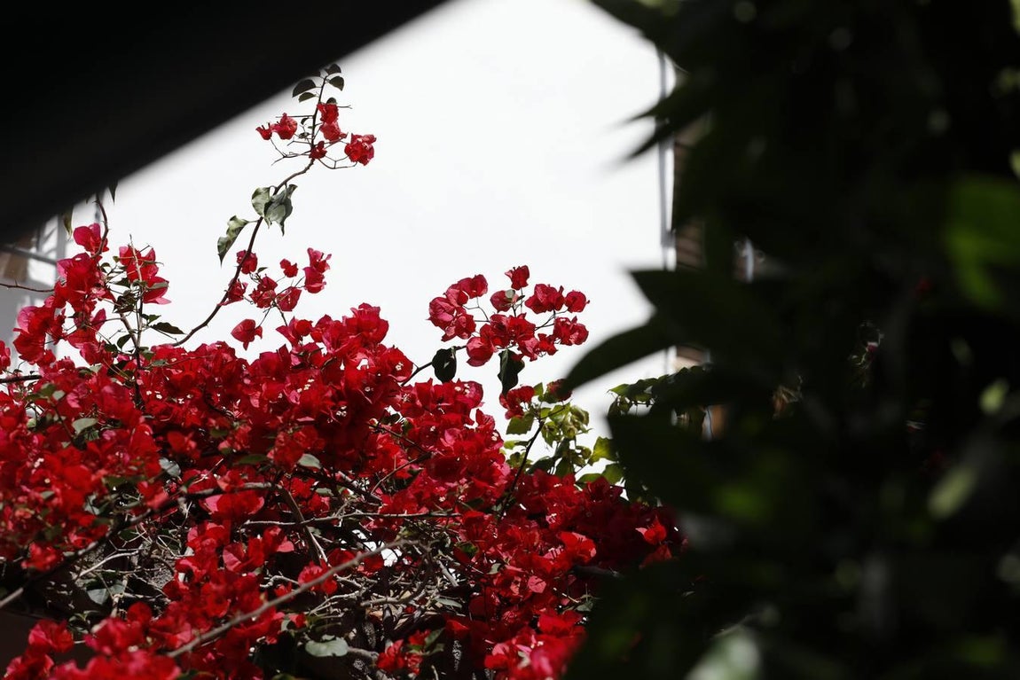 Los patios de Tafures, Ocaña y el Pozanco de Córdoba, en imágenes