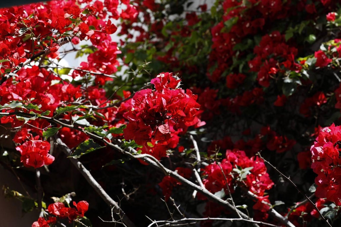 Los patios de Tafures, Ocaña y el Pozanco de Córdoba, en imágenes