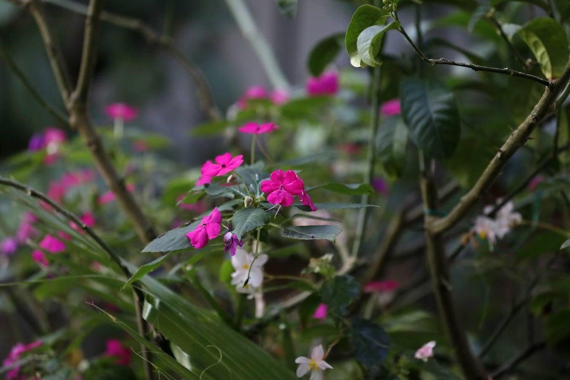 Los patios de Córdoba 2020 en la Judería y San Francisco, en imágenes