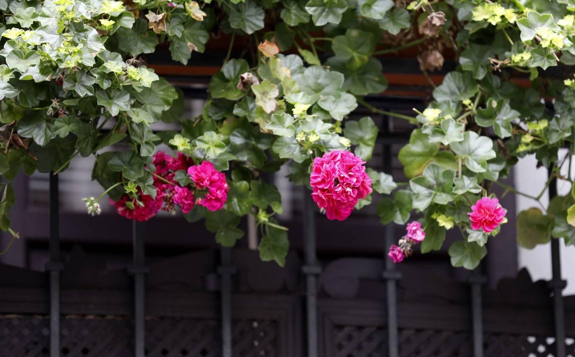 Las rejas y los balcones de Córdoba en 2020, en imágenes