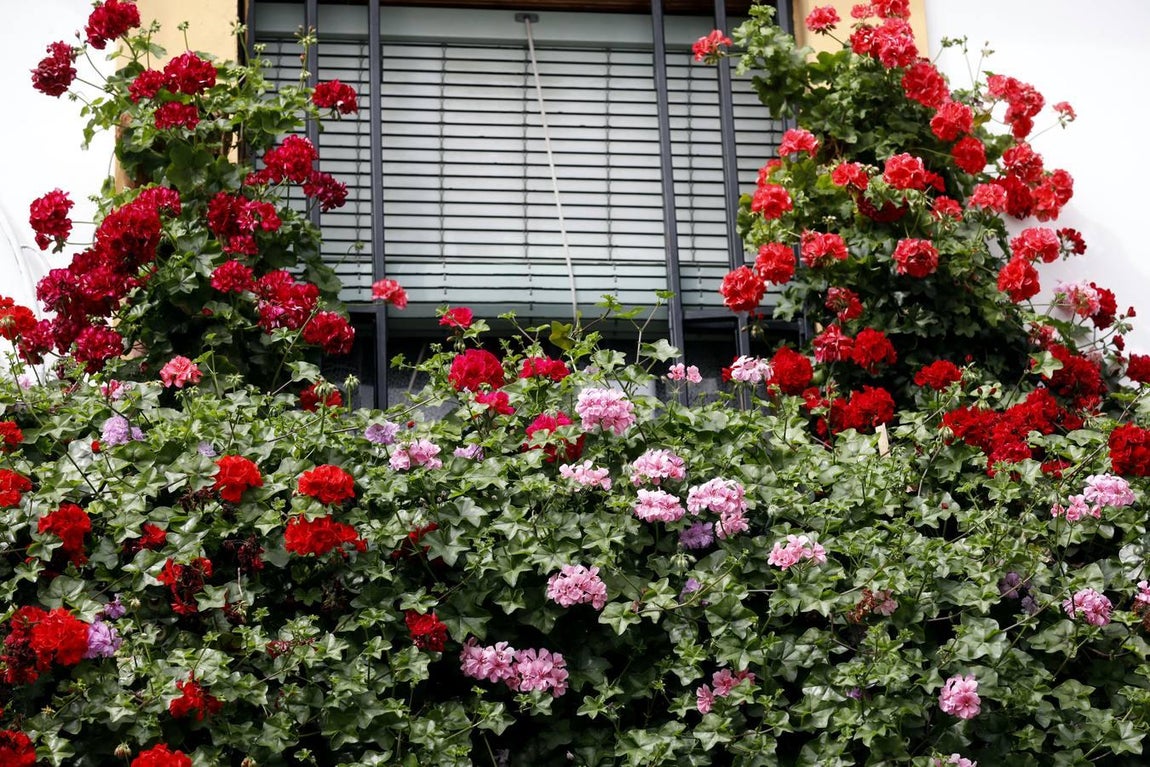 Las rejas y los balcones de Córdoba en 2020, en imágenes