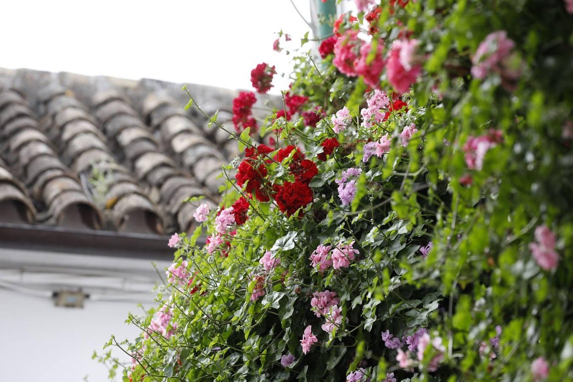 Las rejas y los balcones de Córdoba en 2020, en imágenes