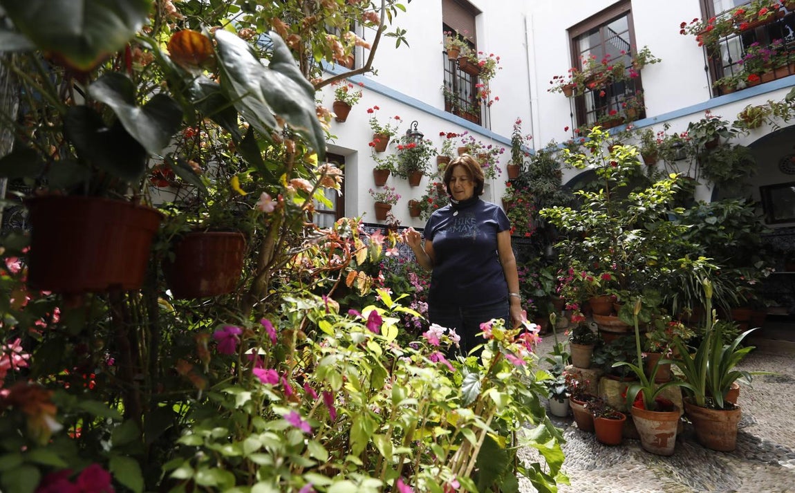 Los patios de Juan Fernández, 6 y Zarco,15 de Córdoba, en imágenes