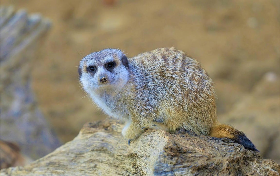 El zoo de Guillena abre sus puertas de nuevo el 5 de junio