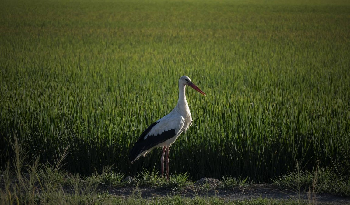 En imágenes, la belleza de unas marismas ahora en alerta por el virus del Nilo