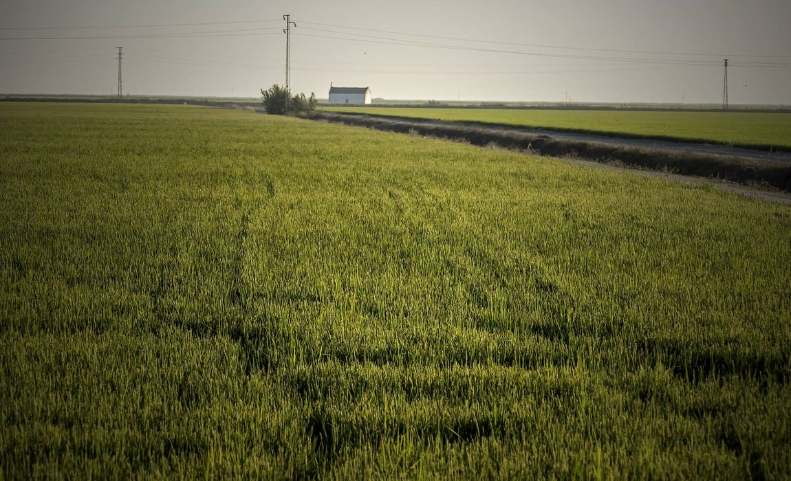 En imágenes, la belleza de unas marismas ahora en alerta por el virus del Nilo