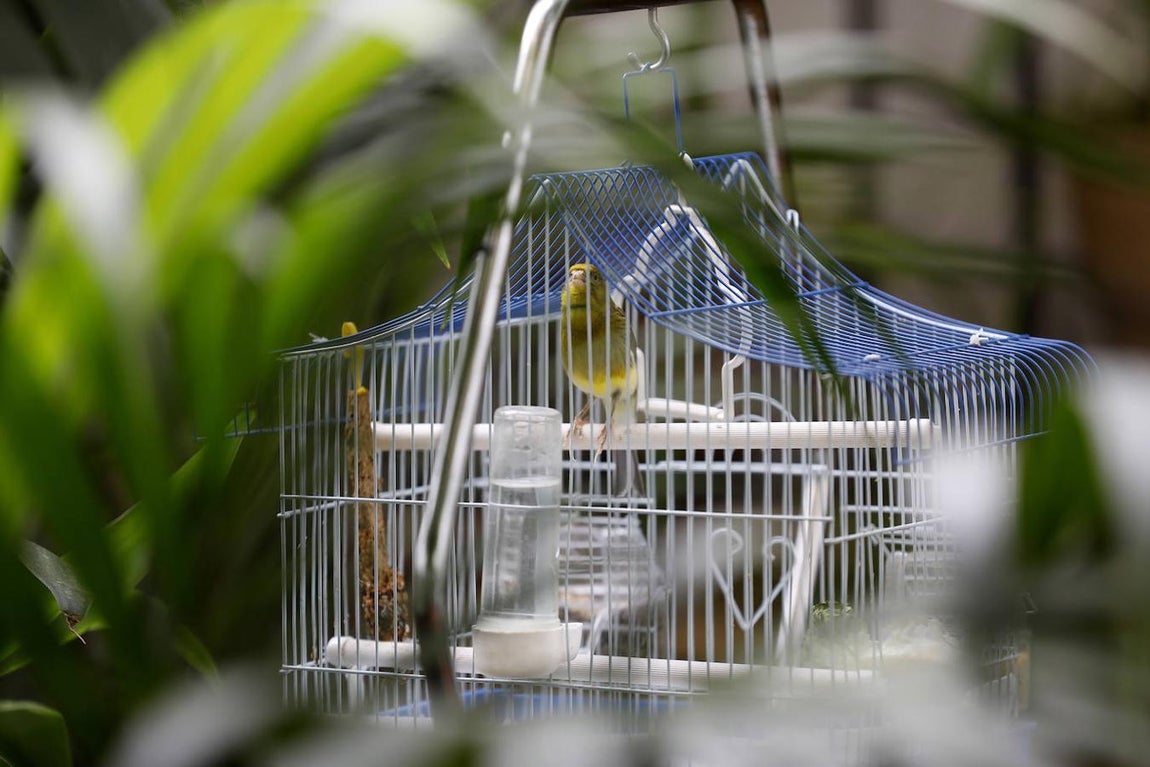Los Patios de la Judería y San Francisco de Córdoba, en imágenes