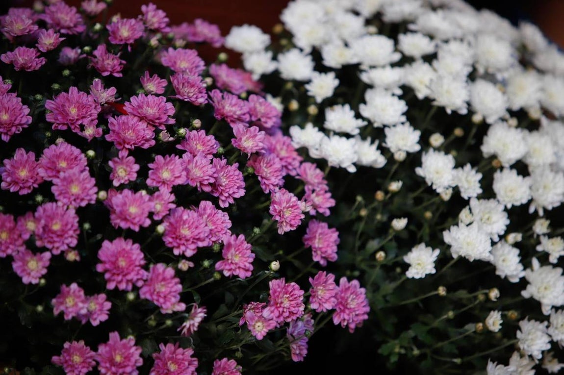 Patios de Córdoba 2020 | La ruta de Regina y el Realejo, en imágenes