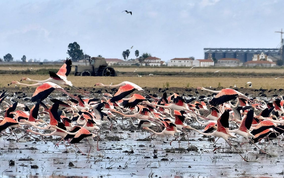 El fangueo deja impresionantes imágenes en Isla Mayor