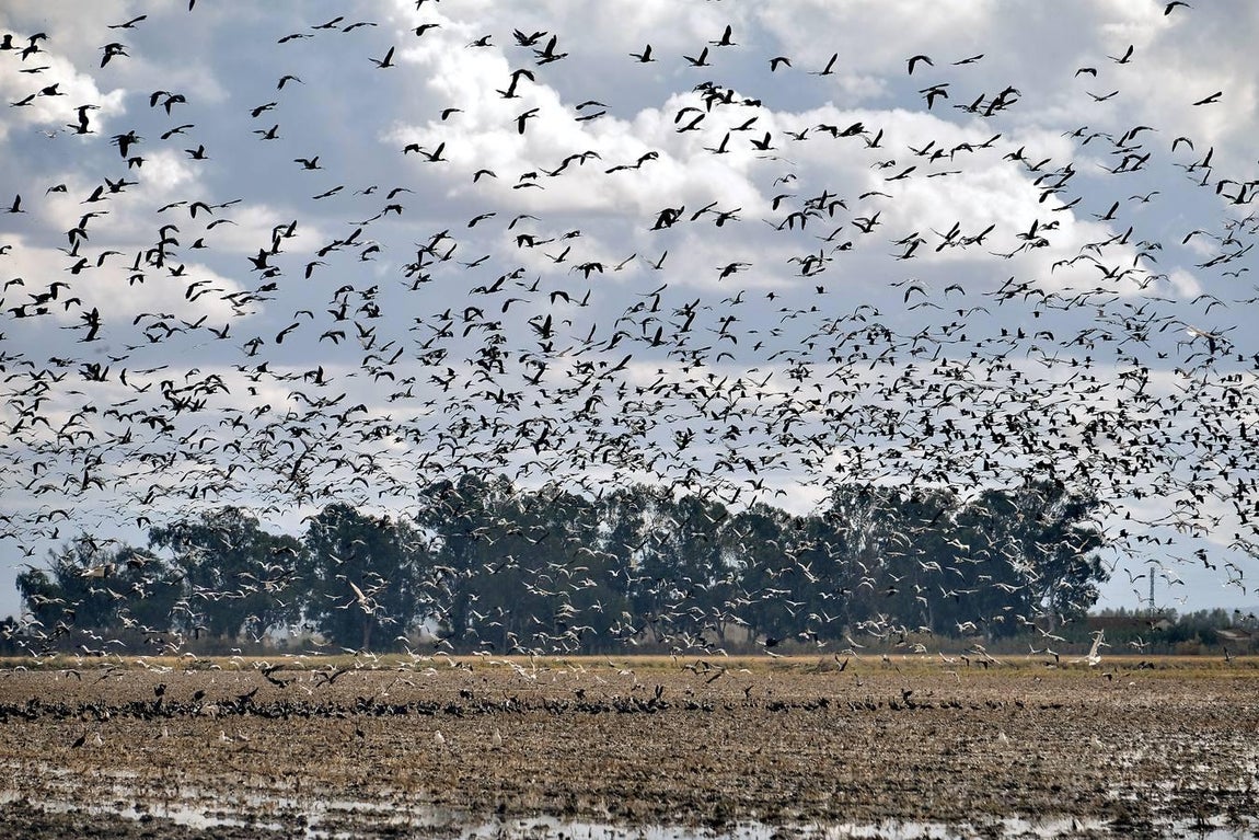 El fangueo deja impresionantes imágenes en Isla Mayor
