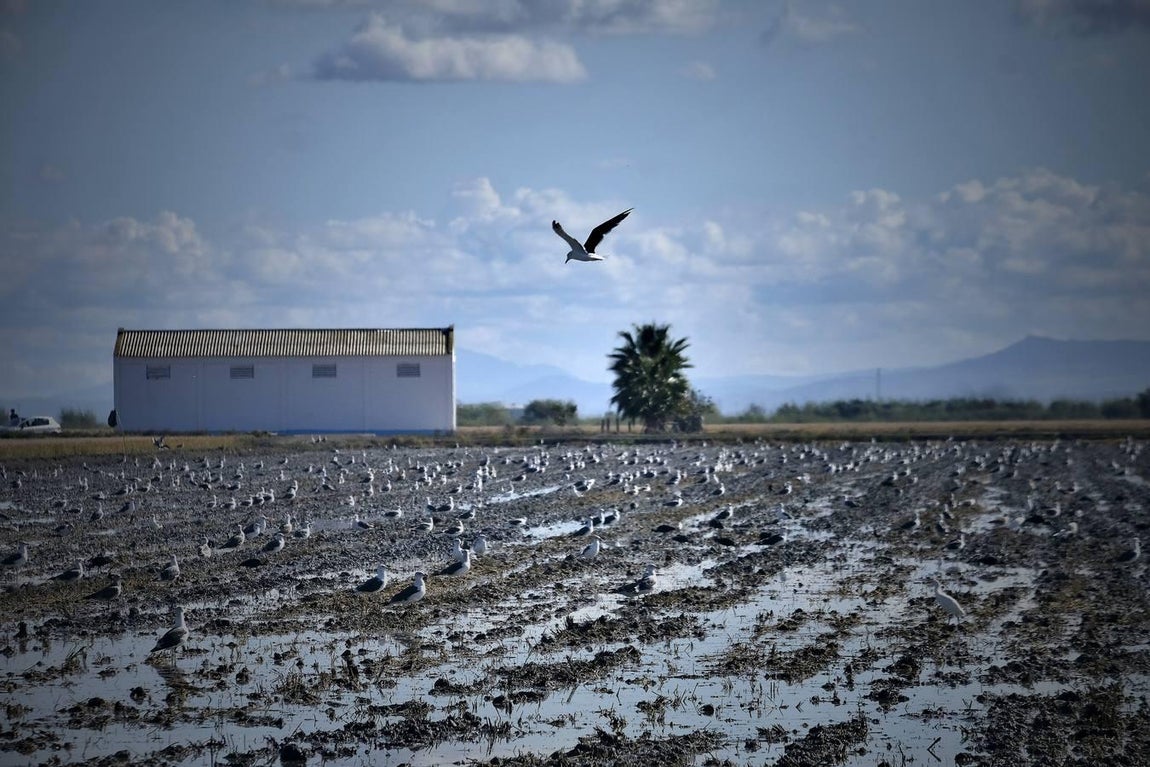 El fangueo deja impresionantes imágenes en Isla Mayor
