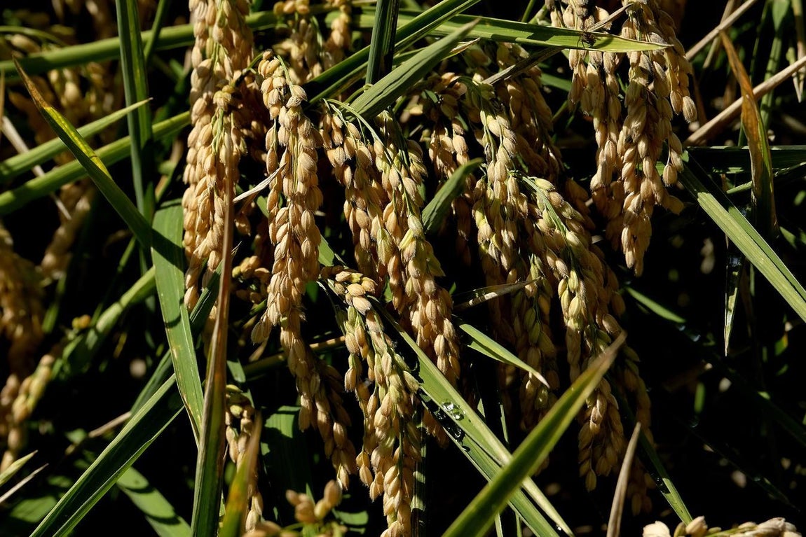 El fangueo deja impresionantes imágenes en Isla Mayor