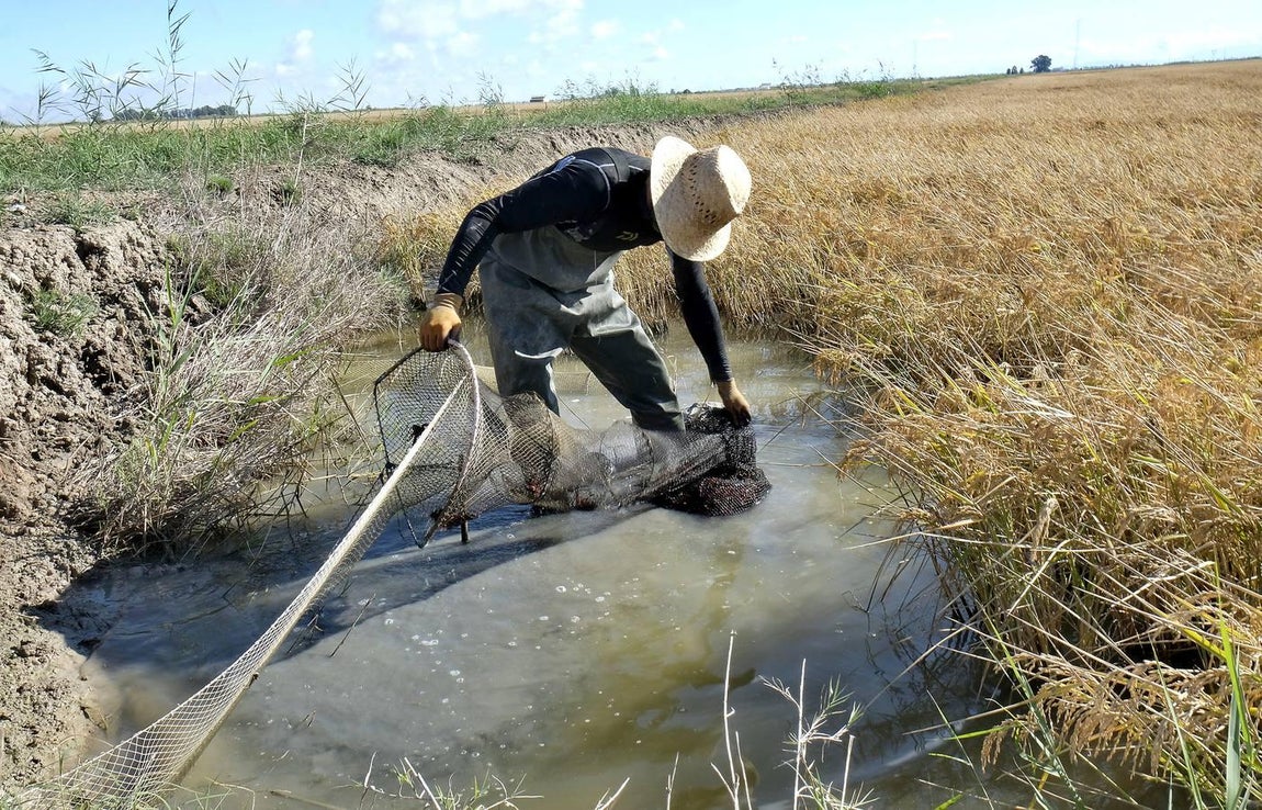 El fangueo deja impresionantes imágenes en Isla Mayor