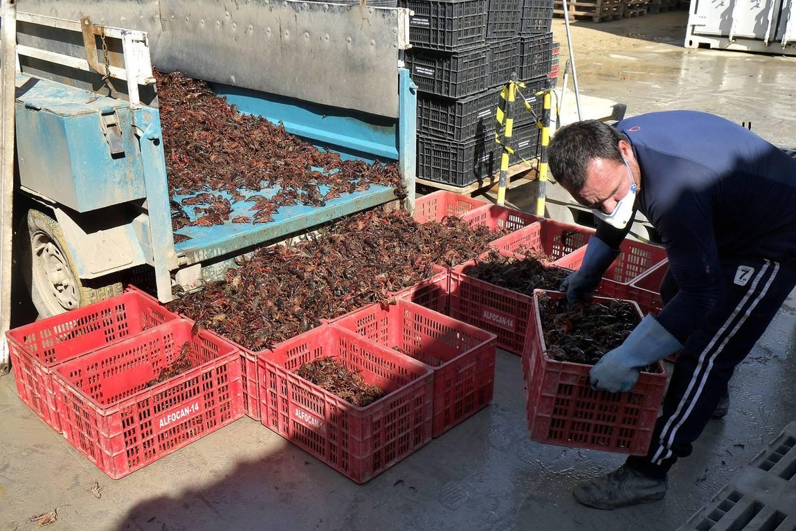 El fangueo deja impresionantes imágenes en Isla Mayor