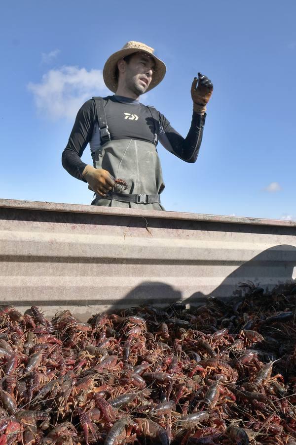 El fangueo deja impresionantes imágenes en Isla Mayor