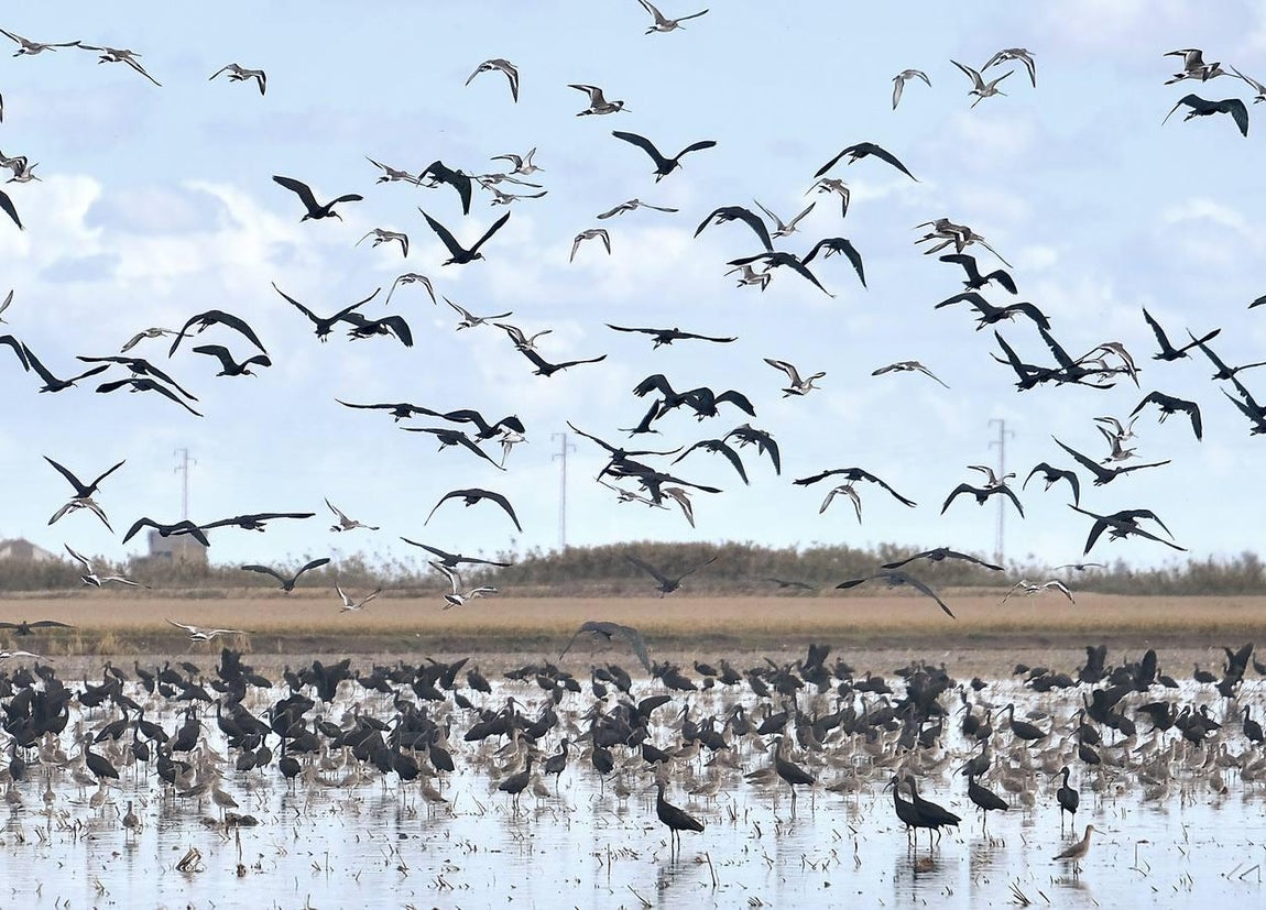 El fangueo deja impresionantes imágenes en Isla Mayor