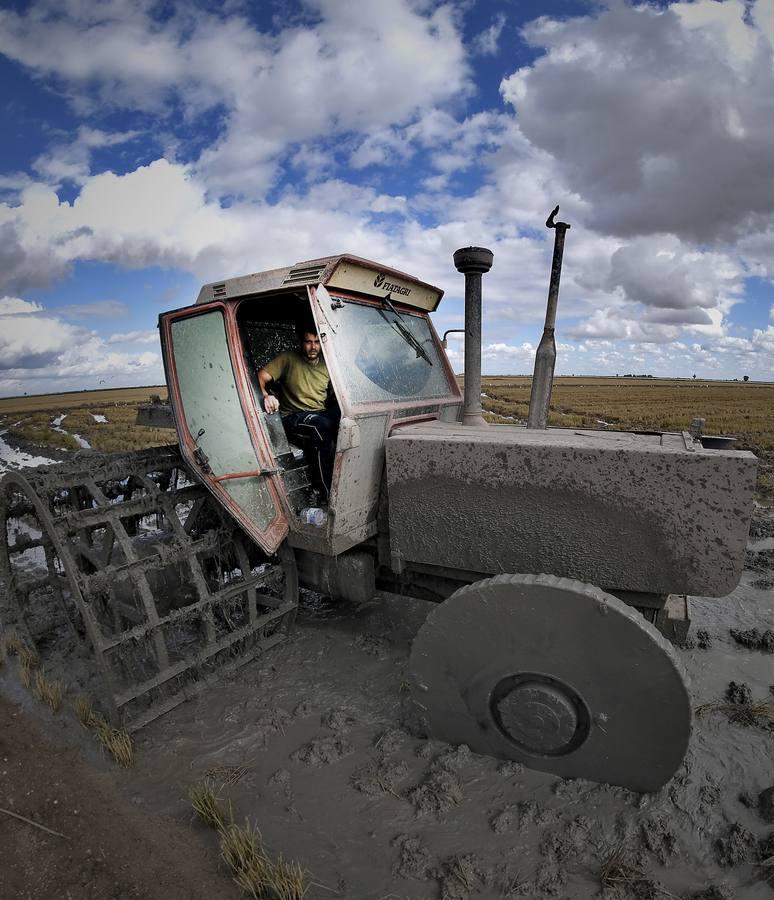 El fangueo deja impresionantes imágenes en Isla Mayor