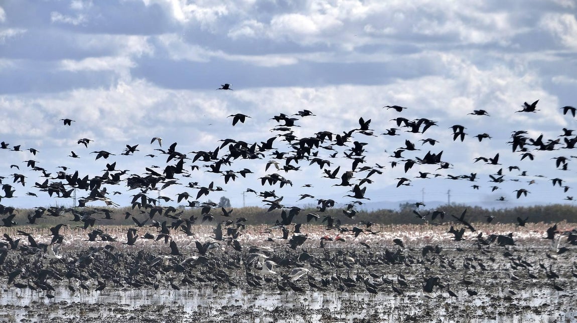 El fangueo deja impresionantes imágenes en Isla Mayor