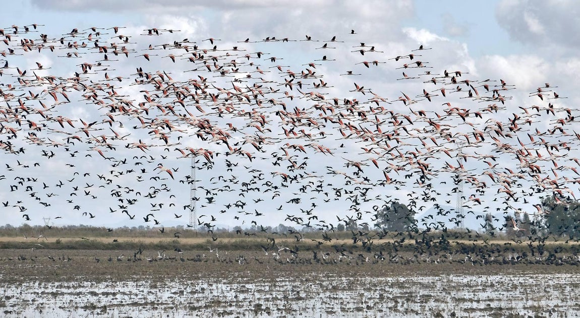 El fangueo deja impresionantes imágenes en Isla Mayor