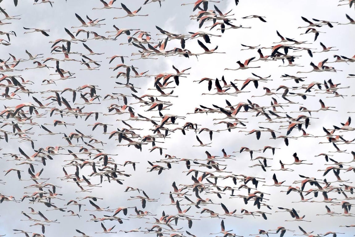 El fangueo deja impresionantes imágenes en Isla Mayor