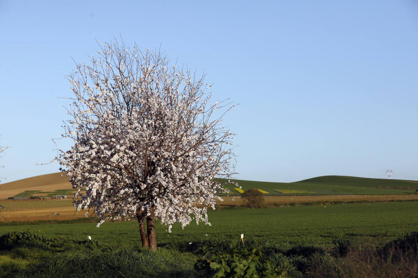 En imágenes, la magia de los almendros en flor de Córdoba