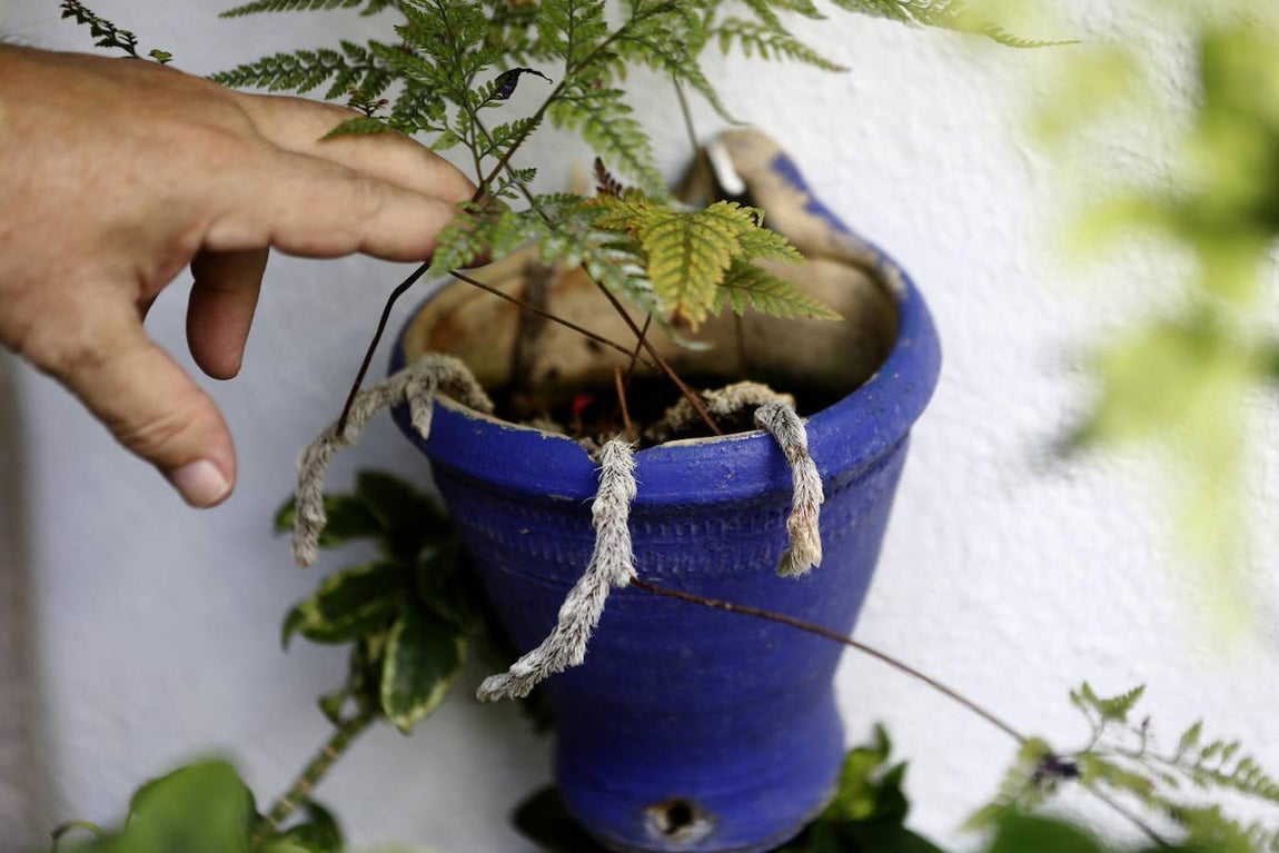 Patios de Córdoba 2021 | La ruta de San Lorenzo, en imágenes
