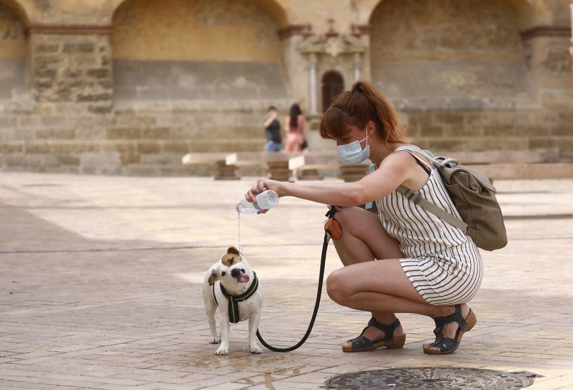 Córdoba llega ya a los 40 grados, en imágenes