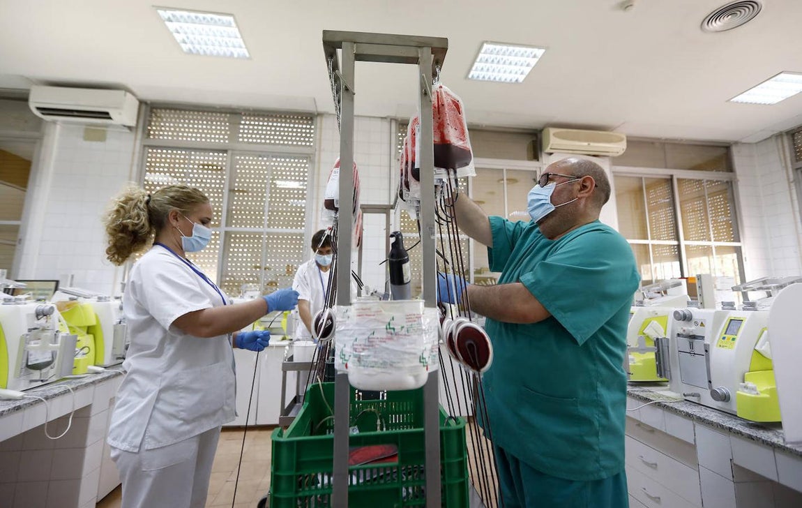 El trabajo en el Centro de Transfusión de Córdoba, en imágenes