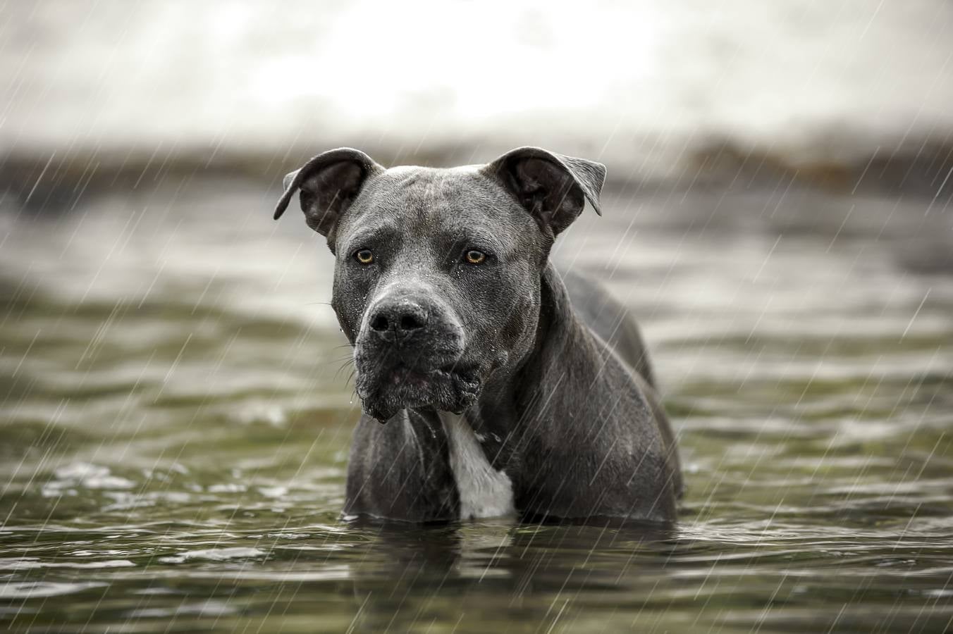 El Gobierno prepara una nueva ley sobre los perros potencialmente peligrosos