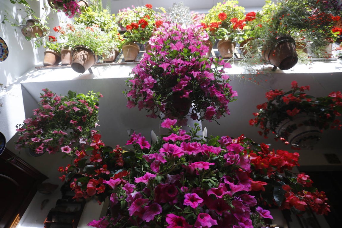 La apertura extraordinaria de los Patios de Córdoba, en imágenes