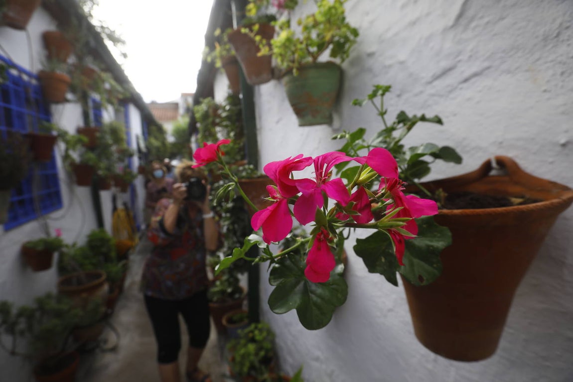 La apertura extraordinaria de los Patios de Córdoba, en imágenes