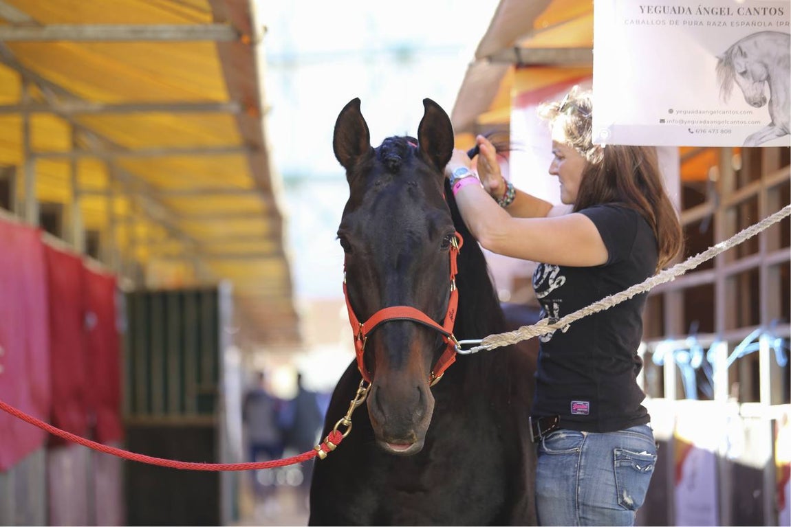En imágenes, ambiente de la primera jornada del Sicab en Sevilla