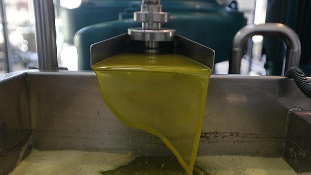 Producción de aceite en una almazara cordobesa