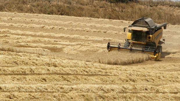 UPA pide a la Junta que permita quemar rastrojos ante los problemas del cereal