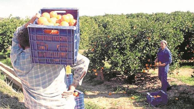 Recolección de la naranja en un cultivo de Palma del Río