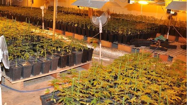 Imagen de las plantas intervenida por la Policía