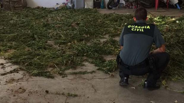 Detenido un vecino de La Rinconada tras hallar  marihuana en su finca de Almonte