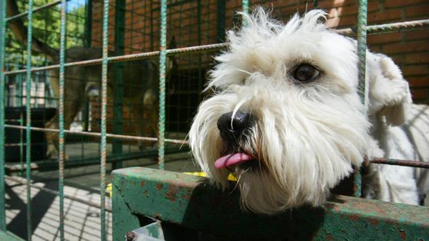 Un perro en la perrera municipal de Sadeco