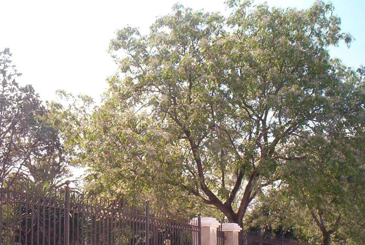 Entrada a los Jardines Reina Victoria de Palma