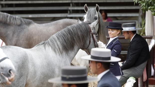 Jinetes y caballos en la última edición de Cabalcor