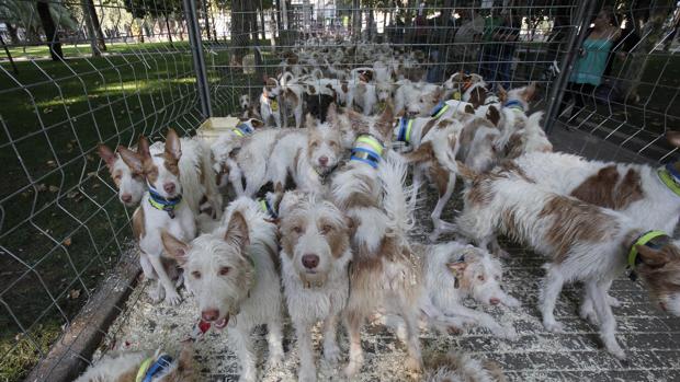 Exhibición de rehalas de podencos en la feria Intercaza del año pasado