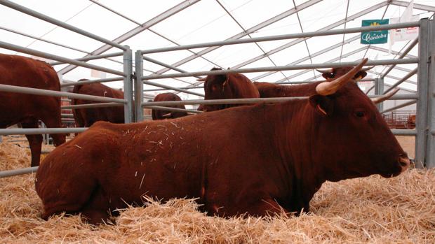 El exdirector de la OCA llamó «tremendistas» a sus veterinarios por inmovilizar ganado