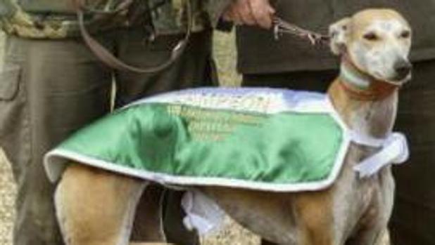 Roban a plena luz del día la galga que ganó el campeonato de Andalucía